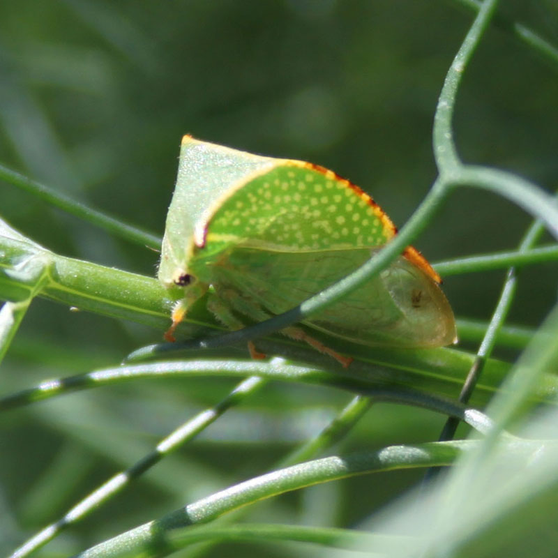 Stictocephala bisonia